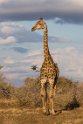 076 Kruger National Park, giraf